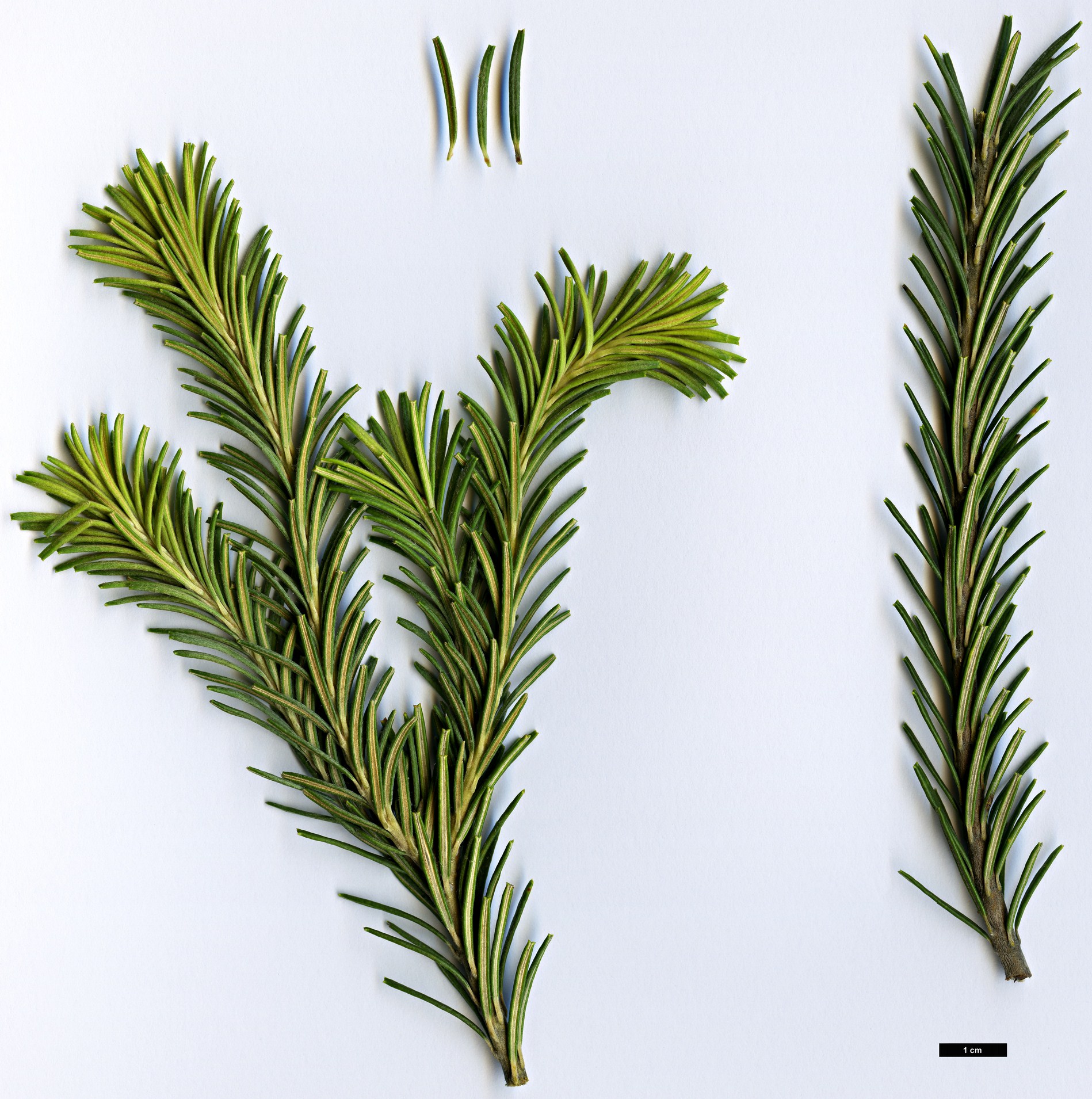 High resolution image: Family: Proteaceae - Genus: Banksia - Taxon: ericifolia - SpeciesSub: subsp. ericifolia